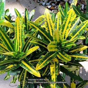 Codiaeum variegatum var. pictum 'Sunny Star'