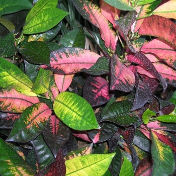 Codiaeum variegatum 'Mrs. Iceton'