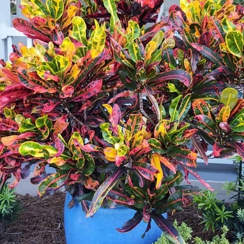 Codiaeum variegatum 'Mammy'