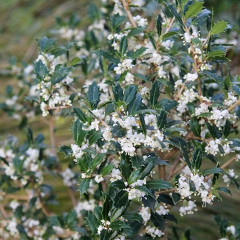 Osmanthus heterophyllus 'Kaori Hime' USPP27396P2