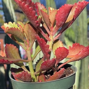 Kalanchoe tomentosa