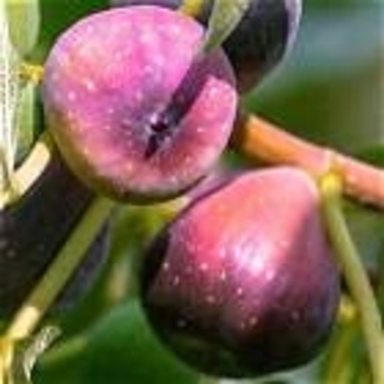 Ficus carica 'Celeste' 