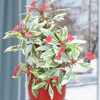 Euphorbia milii var. splendens