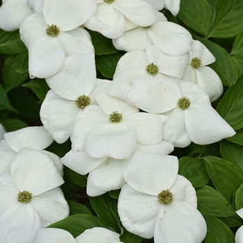 Cornus 'Rutban' PP16,153
