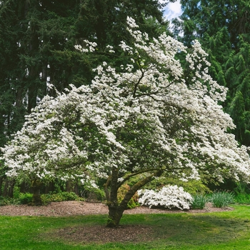 Cornus florida 'Super Princess' 