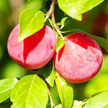 Prunus salicina 'Au Rosa'