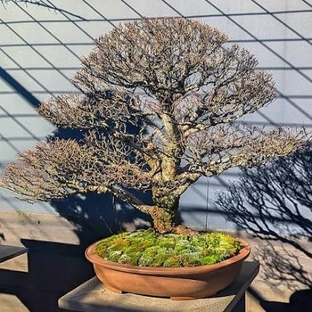 Ulmus parvifolia 'Seiju'