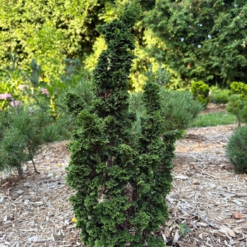Thuja occidentalis 'IslPrim' 8,227,577