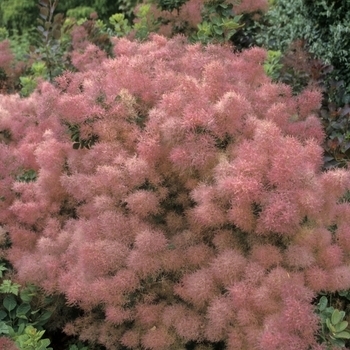 Cotinus coggygria 'Londus'