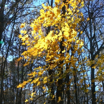 Acer saccharum subsp. floridanum
