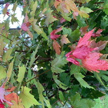 Acer rubrum 'Florida Flame'