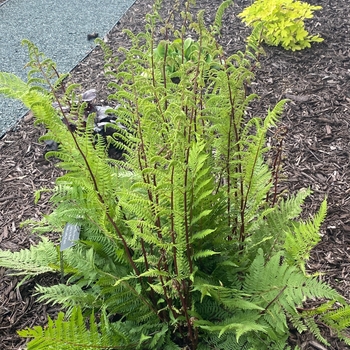 Athyrium niponicum 'Regal Red'