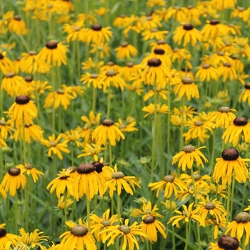 Rudbeckia fulgida var. speciosa 'Prairie Blaze'