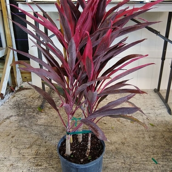 Cordyline australis 'Midnight Star'