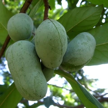Asimina triloba 'Pennsylvania Golden'