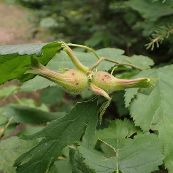 Corylus cornuta