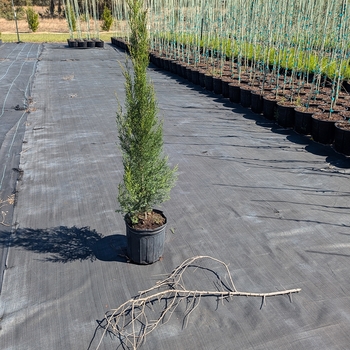Juniperus silicicola