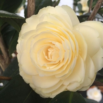 Camellia japonica 'Lemon Glow'