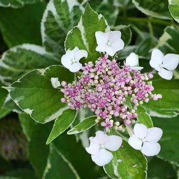 Hydrangea macrophylla 'Mariesii Variegata' 
