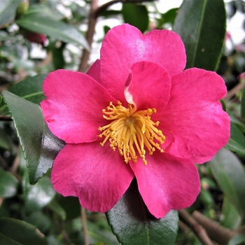 Camellia sasanqua 'Hiryu Espalier'