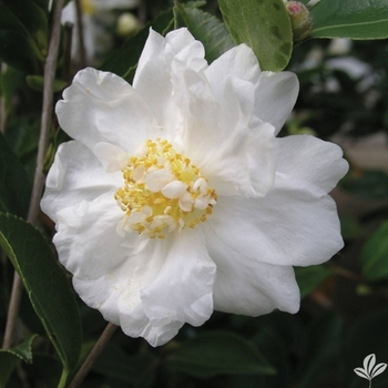 Camellia 'Winter's Snowman' USPP29866P2