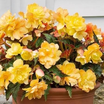Begonia boliviensis 'Portofino Citrix'
