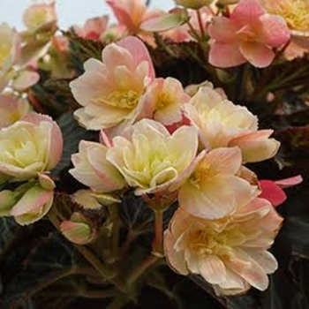 Begonia boliviensis 'Miss Montreal' 27,244