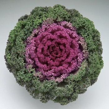 Brassica oleracea 'Kamome Bright Red' 