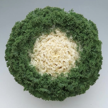 Brassica oleracea 'Kamome Bright White'