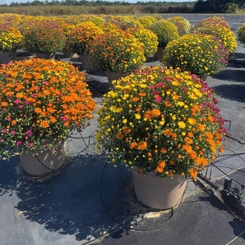 Chrysanthemum grandiflorum