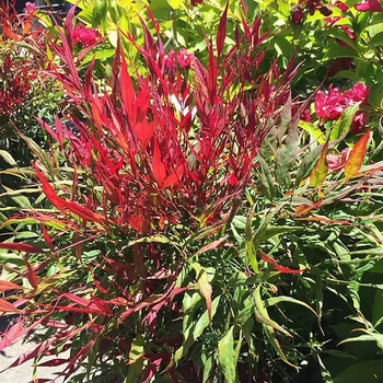 Nandina domestica 'Burgundy Wine' 