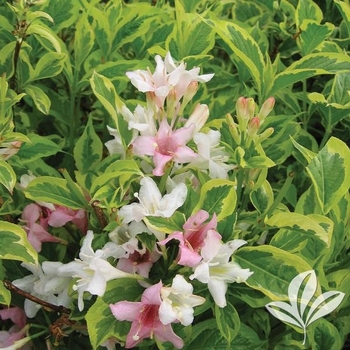 Weigela florida 'Variegata Nana' 