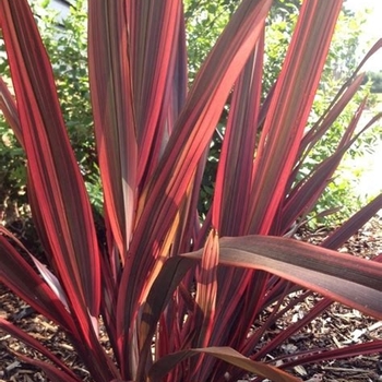 Phormium 'Firebird'
