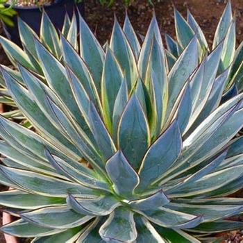 Agave 'Snow Glow'