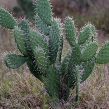 Opuntia phaeacantha 'Dark Knight'