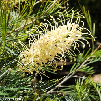 Grevillea 'Moonlight' 