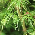 Acer palmatum var dissectum 'Green Lace'