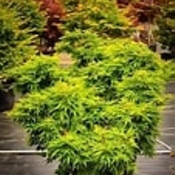 Acer palmatum 'Mikawa Yatsubusa'