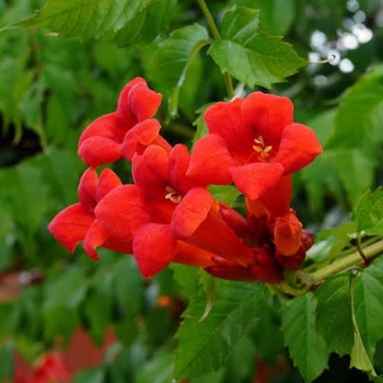 Campsis x tagliabuana 'Rutcam' PP19415