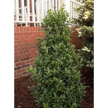 Ilex 'RutHol4' PP32759