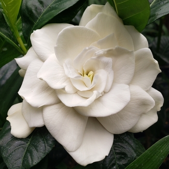 Gardenia jasminoides 'Belmont'