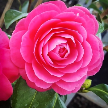 Camellia japonica 'April Kiss'
