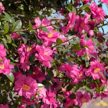 Camellia sasanqua 'Rose of Autumn' 