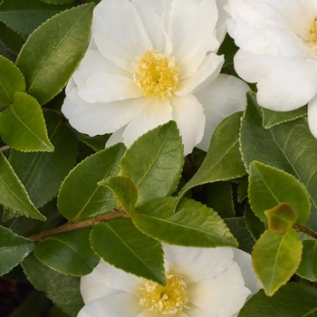 Camellia 'Winter's Snowman' USPP29866P2