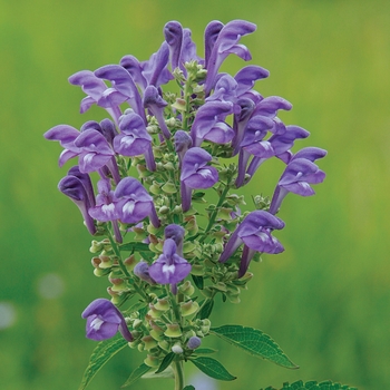 Scutellaria incana