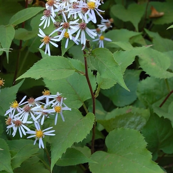 Eurybia macrophylla