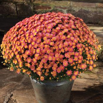 Chrysanthemum 'Campfire Glow'