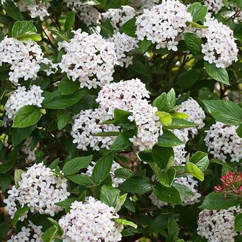 Viburnum x burkwoodii