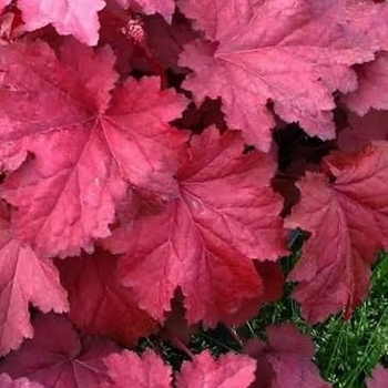 Heuchera 'Magma'