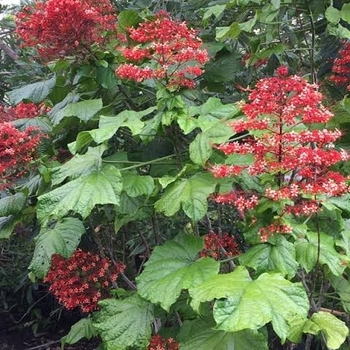 Clerodendrum paniculatum